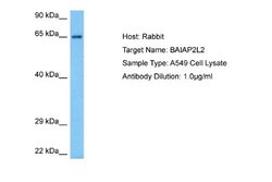BAIAP2L2 Rabbit anti-Human, Polyclonal, Novus Biologicals 0.1ml; Unconjugated:Antibodies,